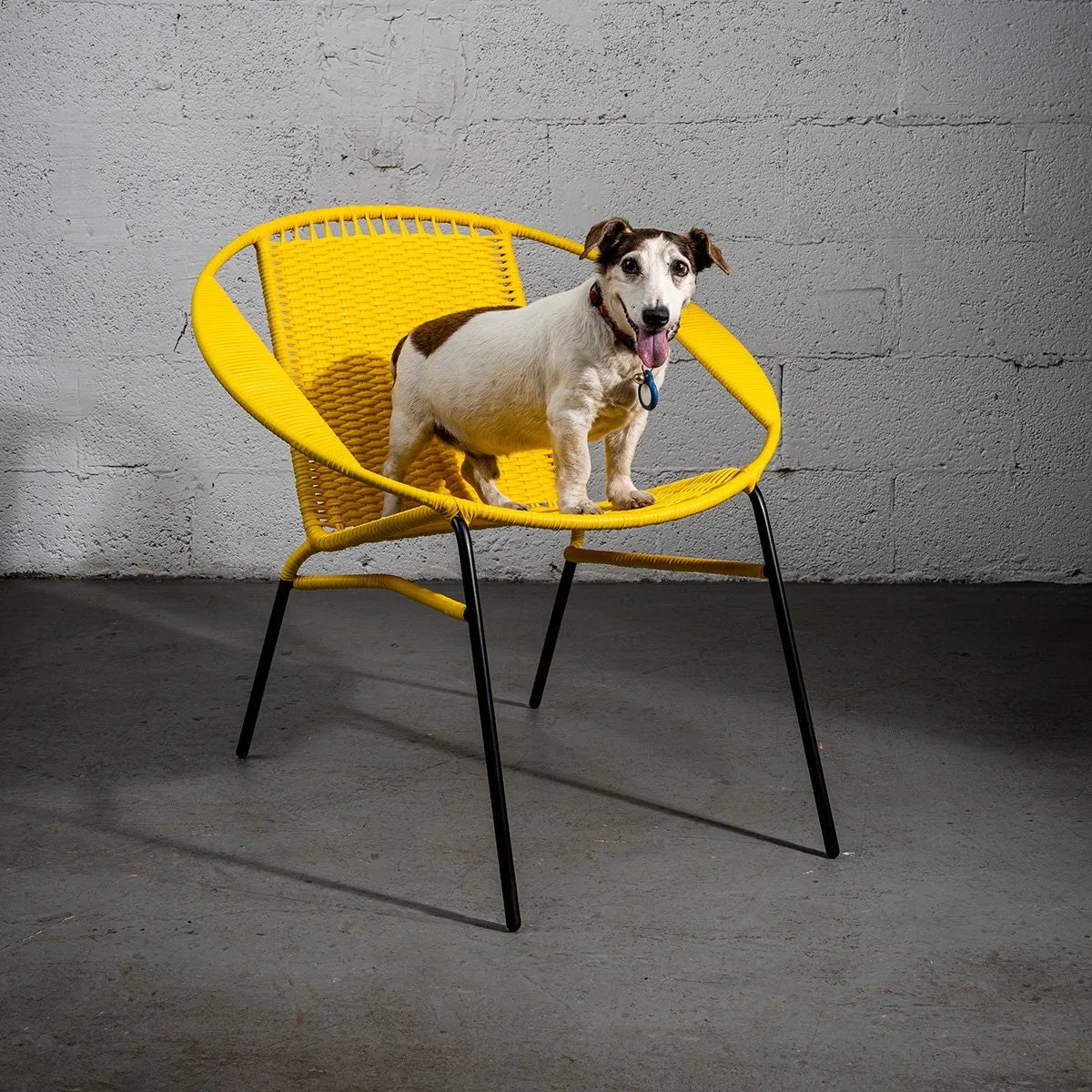 Tucurinca del Verano (Vivid colors)